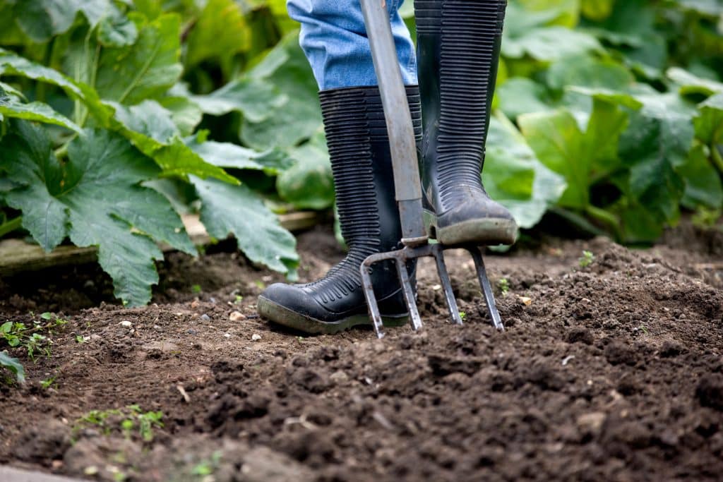 Photograph of gardener in allotment using a fork tool in the soil with wellington boots