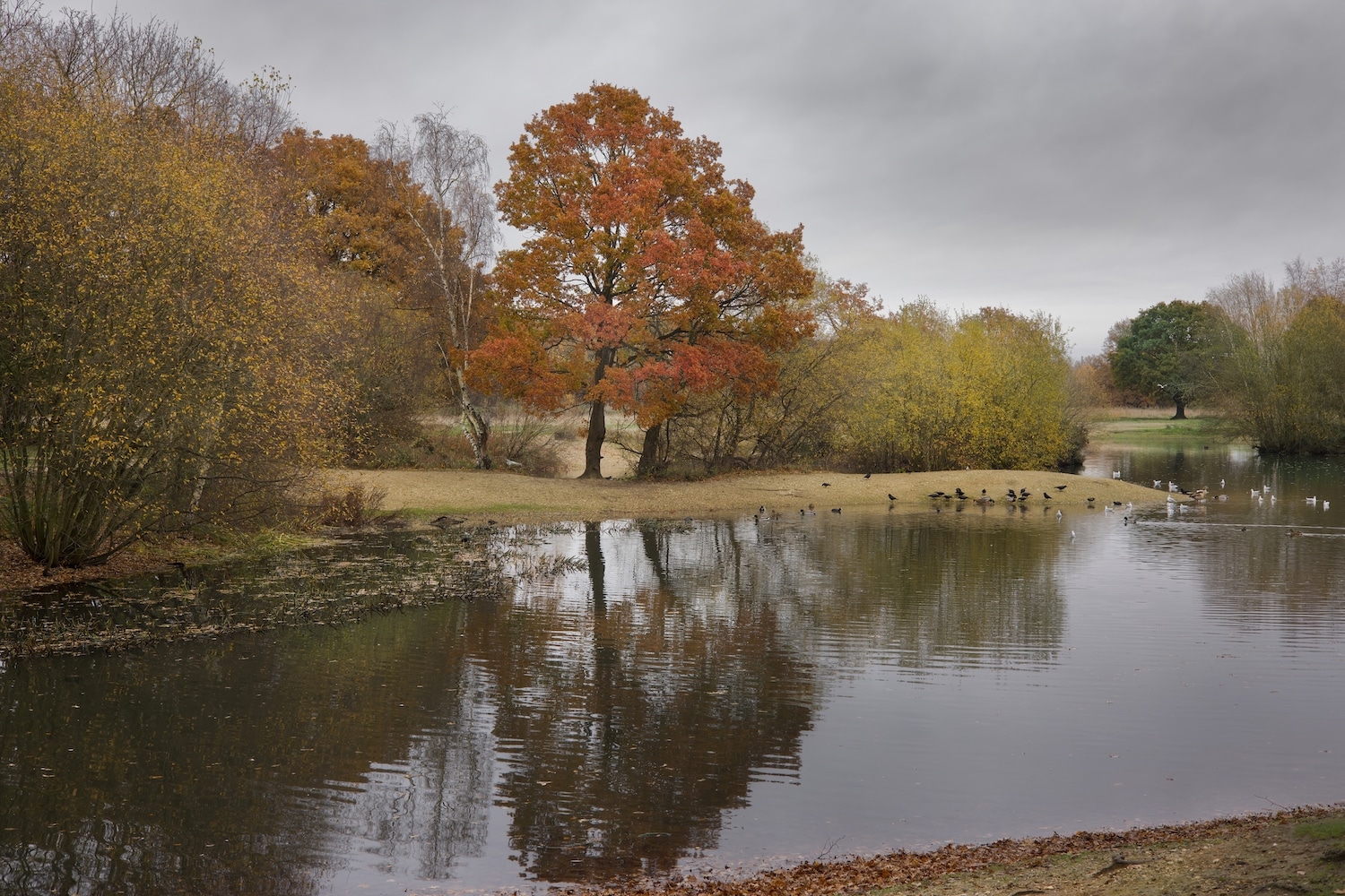5 Reasons to move to Mitcham. Image shows Autumn Colours of Mitcham Common, London. With Autumnal trees by the water