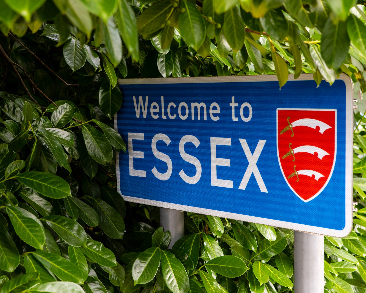 Is Brentwood a nice place? 5 Reasons to move. Image shows a blue 'Welcome to Essex' sign nestled in some green leaves.