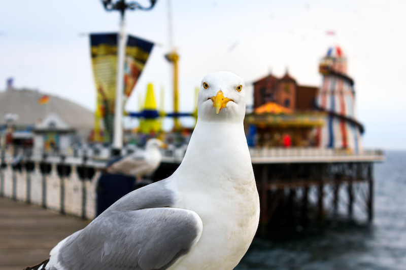 10 Fascinating facts about Brighton you need to know. Image shows a seagull at Brighton, UK. Shallow depth of field. Focus on the eyes.