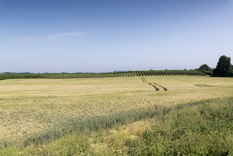 Things to do in Sittingbourne. Image shows a vast green field under blue sky in Sittingbourne, Kent.